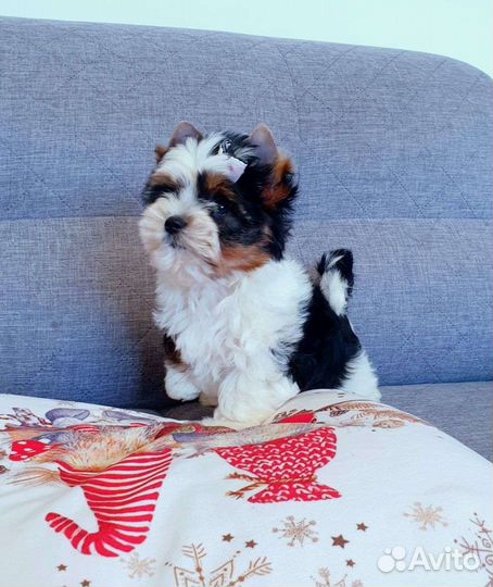 Девочки и Мальчики