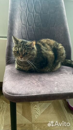 Передержка животных