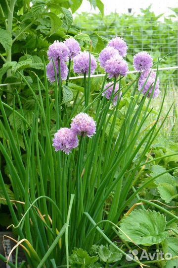 Луки многолетние,щавель,ревень