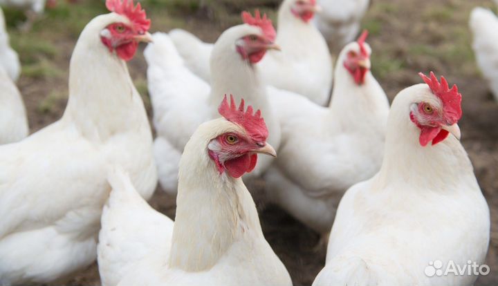 Курицы несушки от 9 мес. с доставкой