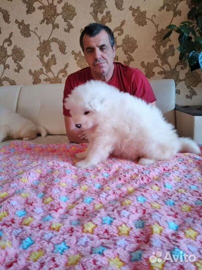 Щенки самой красивой в мире собаки самоеда