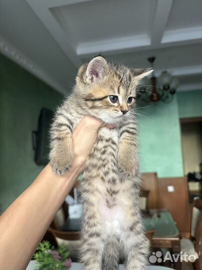 Шотландская