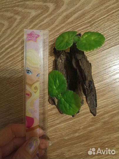 Коряга новая