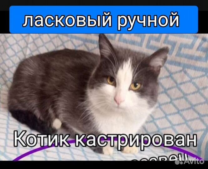 Котики все кастрированы