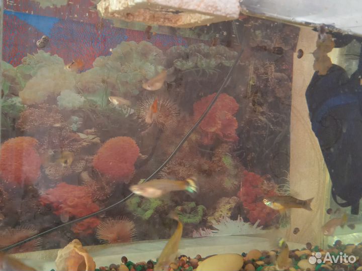 Аквариумные рыбки, с аквариумом