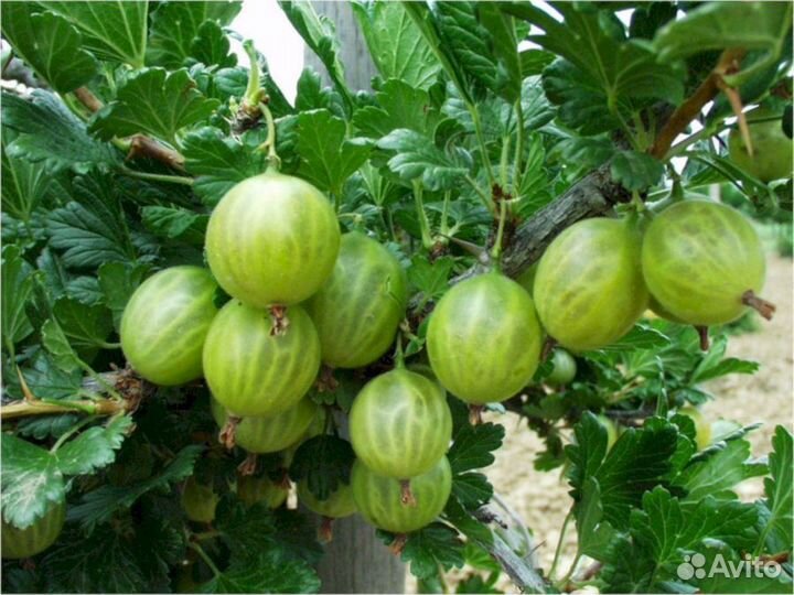 Саженцы крыжовника Берилл