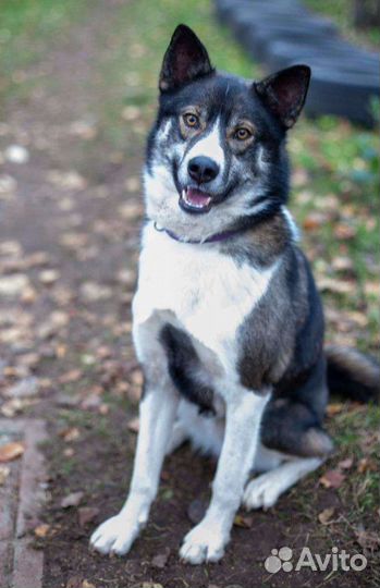 Собака в добрые руки