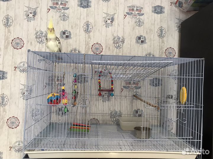 Попугай корелла с клеткой