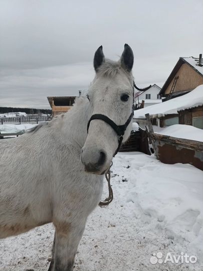 Орловский рысак