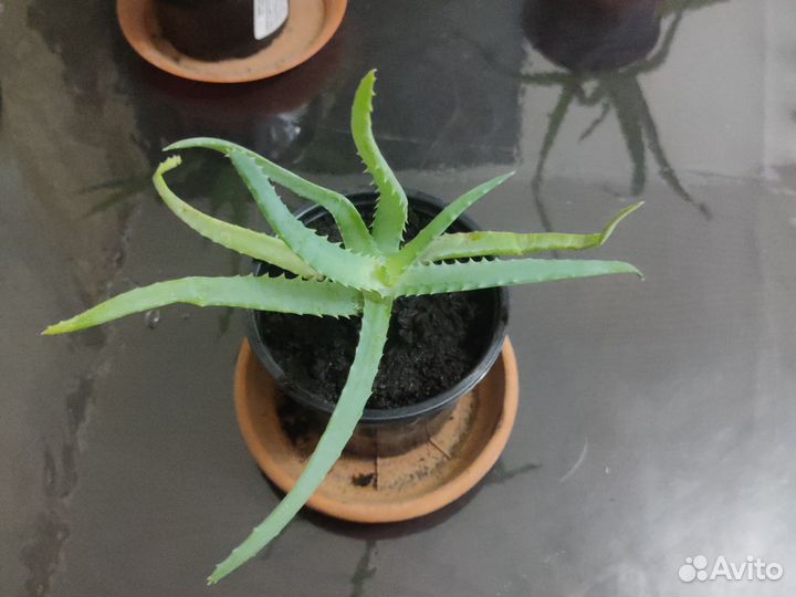 Алоэ (столетник)