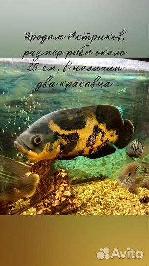 Астронотусы