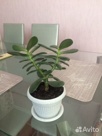 Денежное дерево