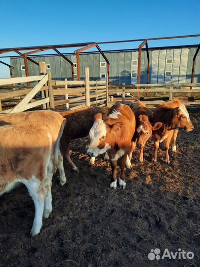 Бычки и телята