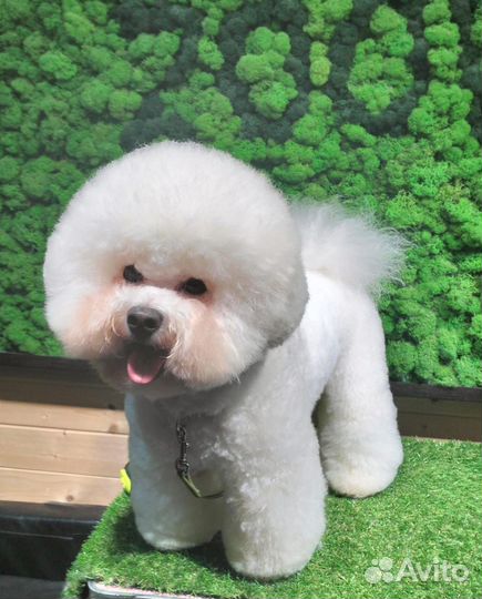 Бишон фризе вязка