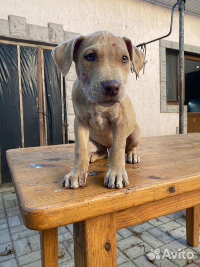 Щенки питбуля