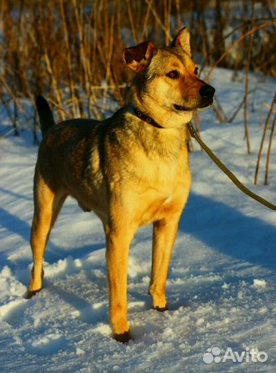 Остин ищет дом
