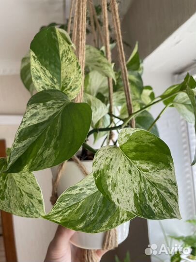 Эпипремнум марбл квин сциндапсус