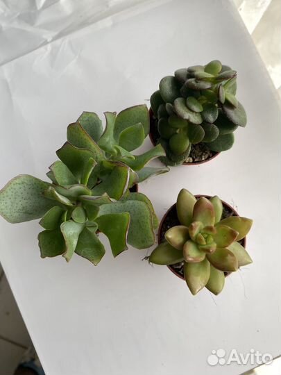 Суккуленты