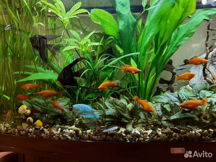 Украшение для аквариума