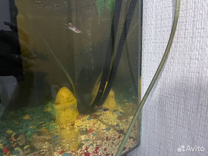 Аквариум с рыбками
