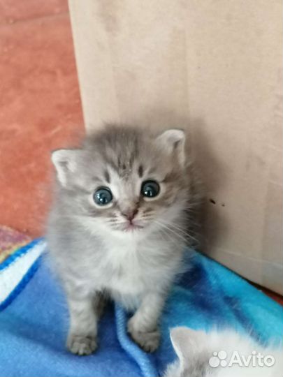 Кошка в дар бесплатно