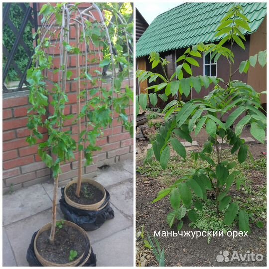 Саженцы зкр грецкий, манжурский,фундук, шелковица