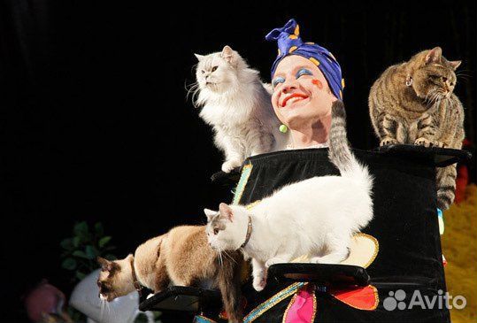Билеты в театр кошек Куклачева