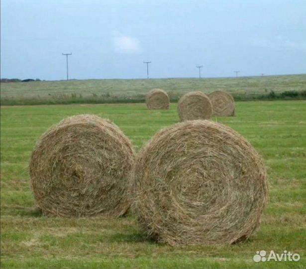 Сено в рулонах