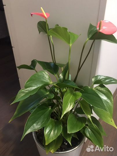 Антуриум Пинк Февер - бронь