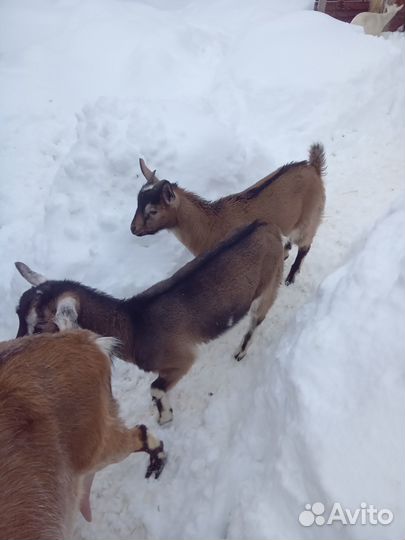 Альпийский козлик