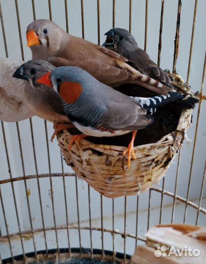 Зебровые амадины