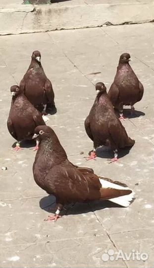 Николаевские голуби