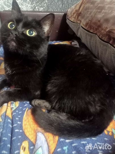 Кошка в дар