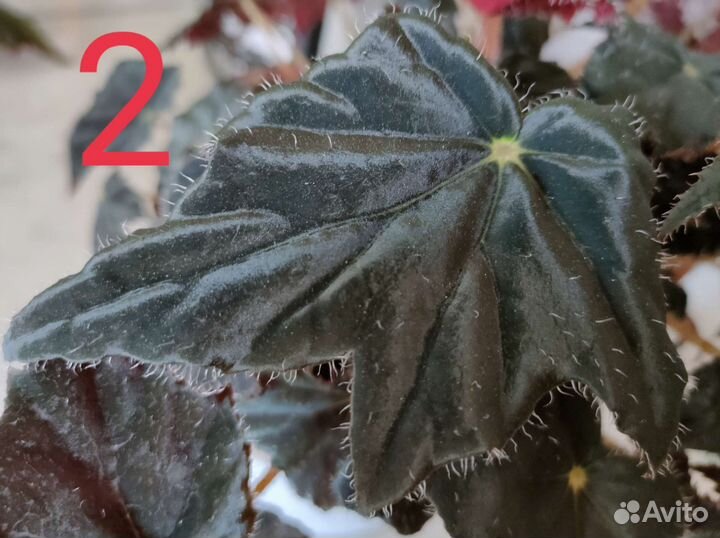 Бегонии 4 сорта