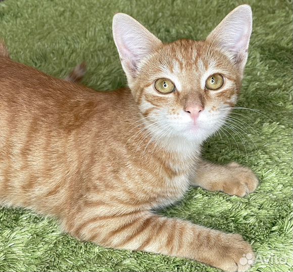 Рыжий кот в добрые руки