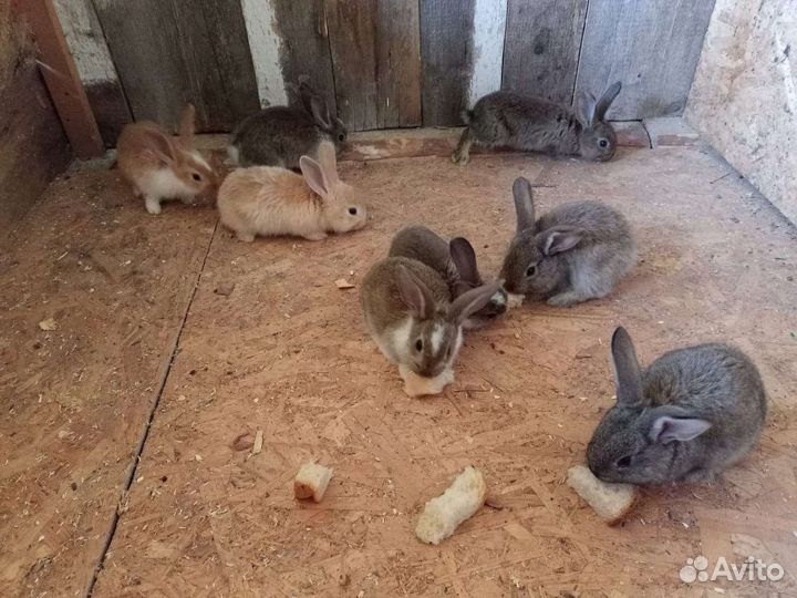 Крольчата разные породы