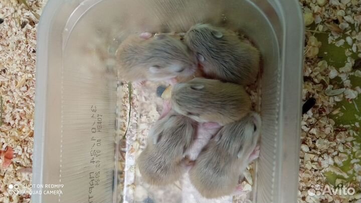 Хомячки Роборовского