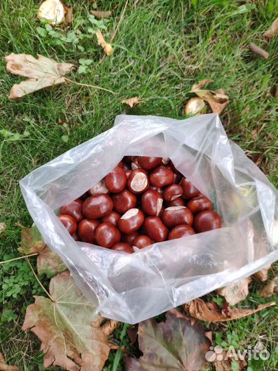 Каштан конский (свежий, урожай 2024)