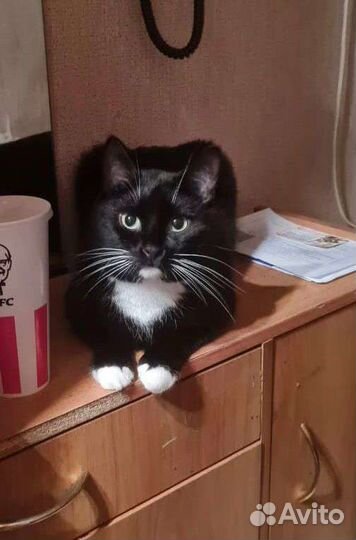 Кот Макс мечтает о семье