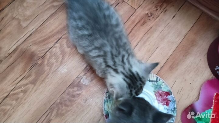 Британские котята