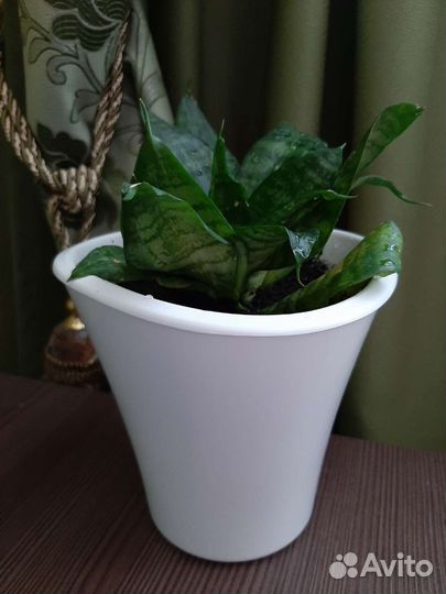 Сансевиерия ханни