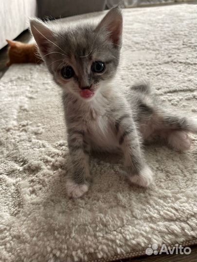 Котята