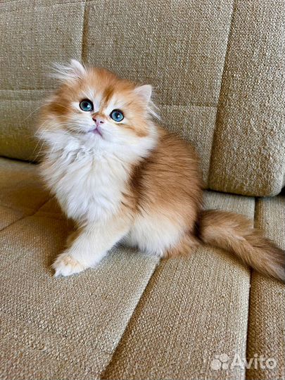 Британская золотая шиншилла мальчики