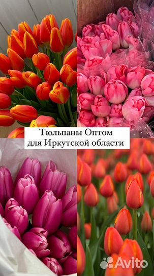Тюльпаны Опт Ангарск к 8 марта