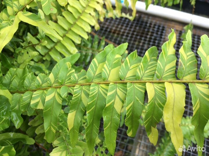 Папоротник тигр вариегатный