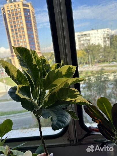 Кротон эбурнеум