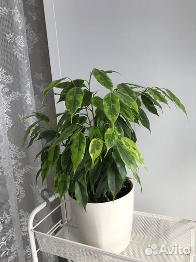 Фикус бенджамина