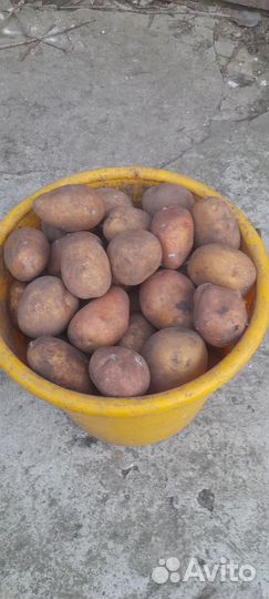 Продам семенной картофель