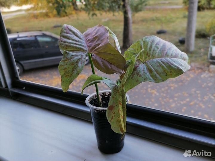 Сингониум конфетти Милк и сингониум Панда