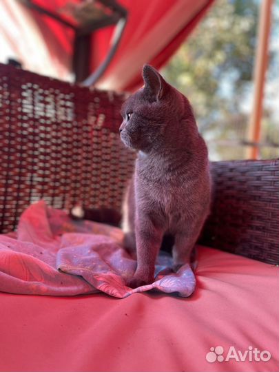 Британка-потеряшка